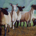 Five Sheep